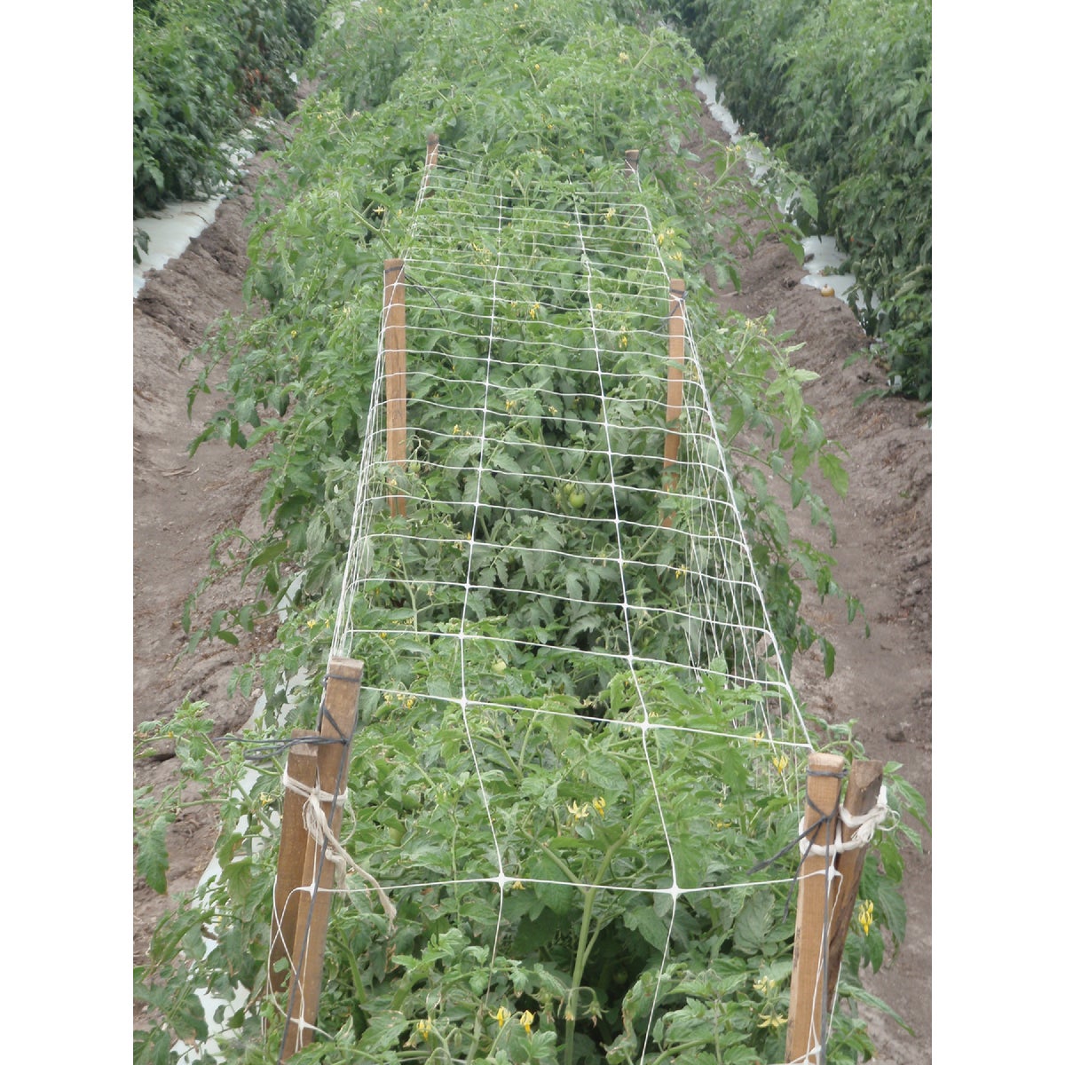 Tenax Hortanova 48 In. x 8 Ft. Polypropylene Trellis Netting Image 5