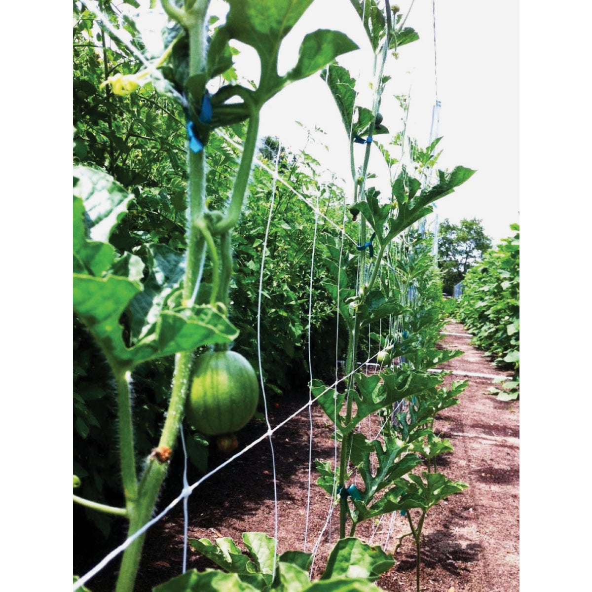 Tenax Hortanova 48 In. x 8 Ft. Polypropylene Trellis Netting Image 4