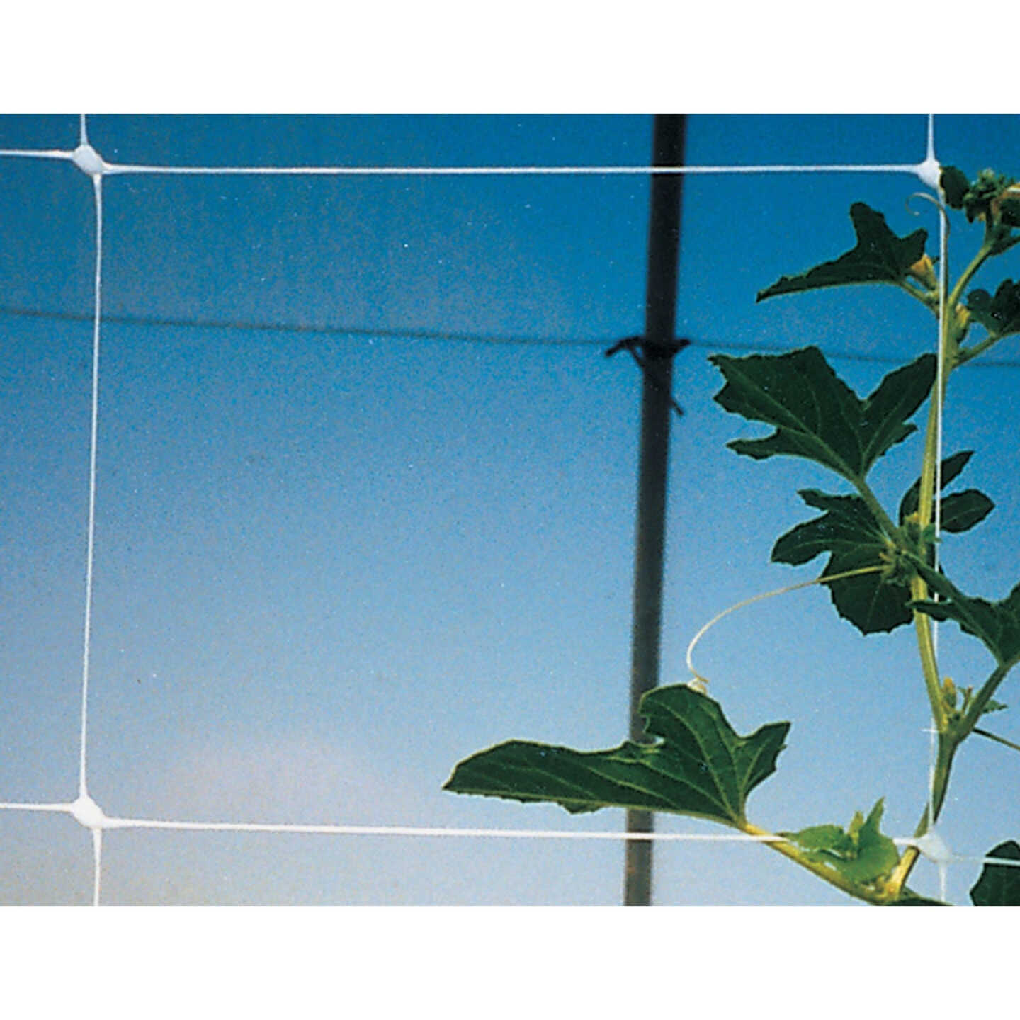 Tenax Hortanova 48 In. x 8 Ft. Polypropylene Trellis Netting Image 2