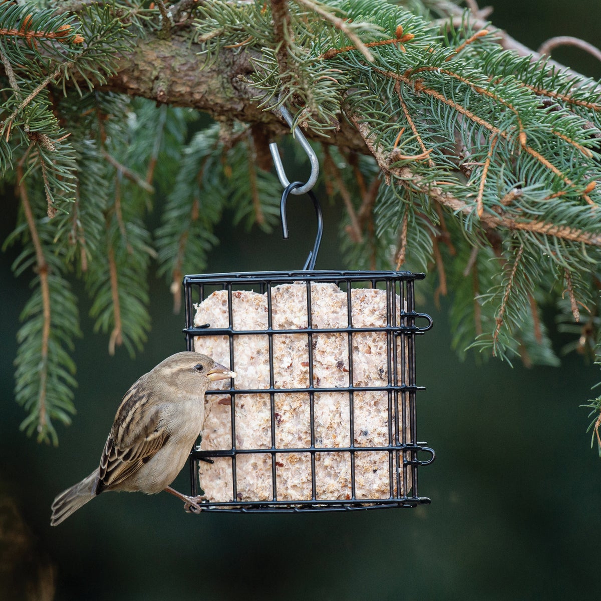 Stokes Select Green 1-Cake Steel Suet Feeder Image 2