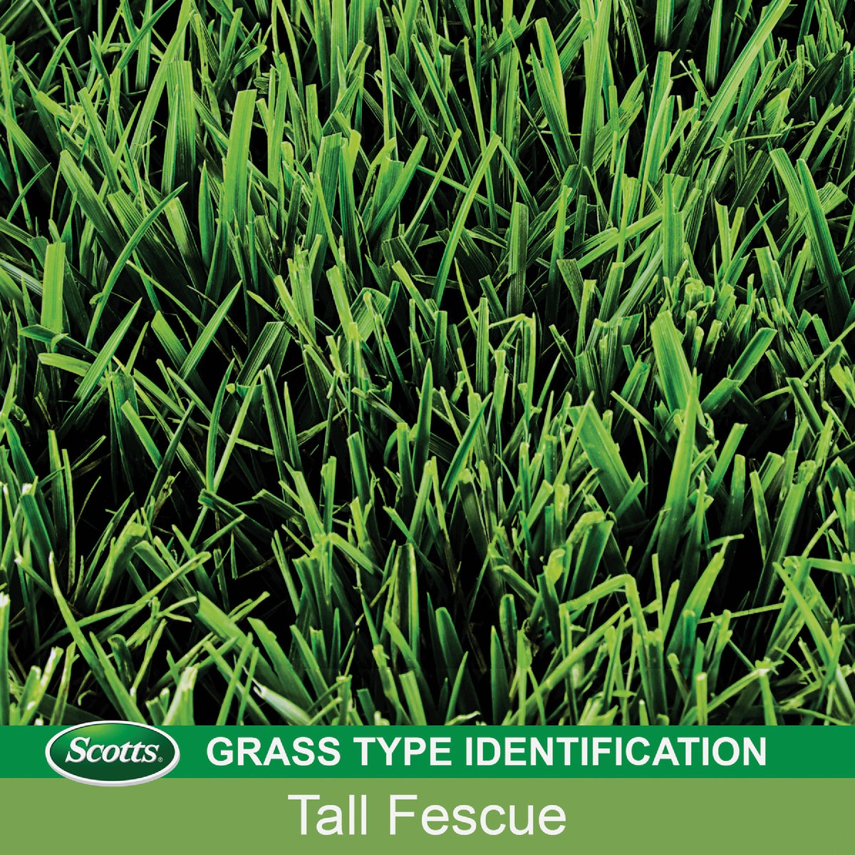 Scotts PatchMaster 4.75 Lb. 115 Sq. Ft. Lawn Repair Mix & Tall Fescue Mix Mulch, Seed and Fertilizer Combination Image 4