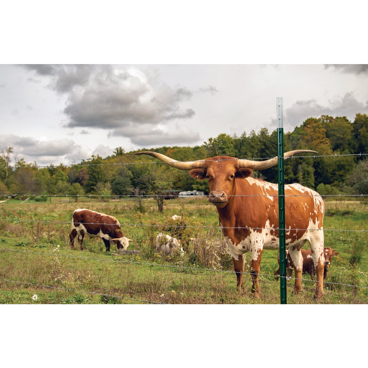 Franklin Industries 6 Ft. Steel 1.25 Lb./Ft. Fence T-Post Image 2