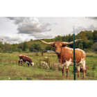 Franklin Industries 6 Ft. Steel 1.25 Lb./Ft. Fence T-Post Image 2