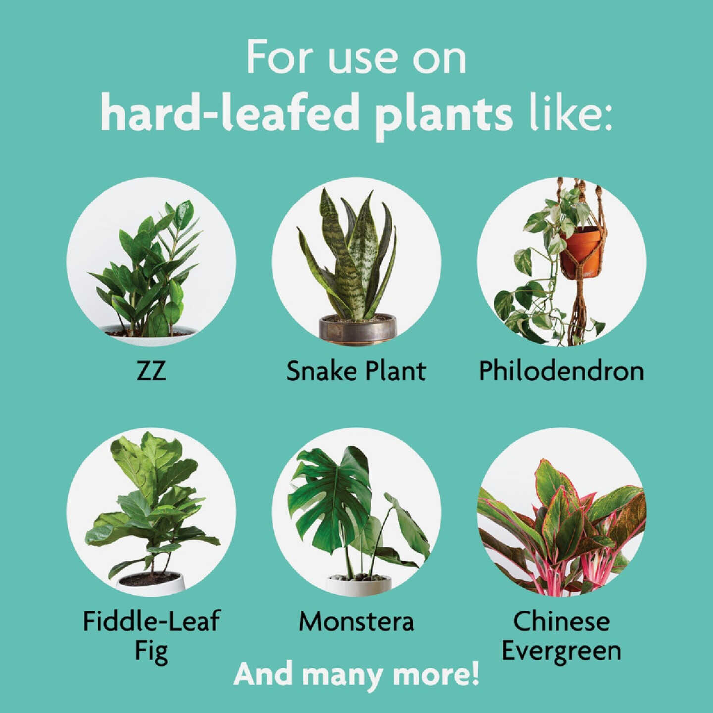 Miracle-Gro 8 Oz. Liquid Leaf Shine Image 4