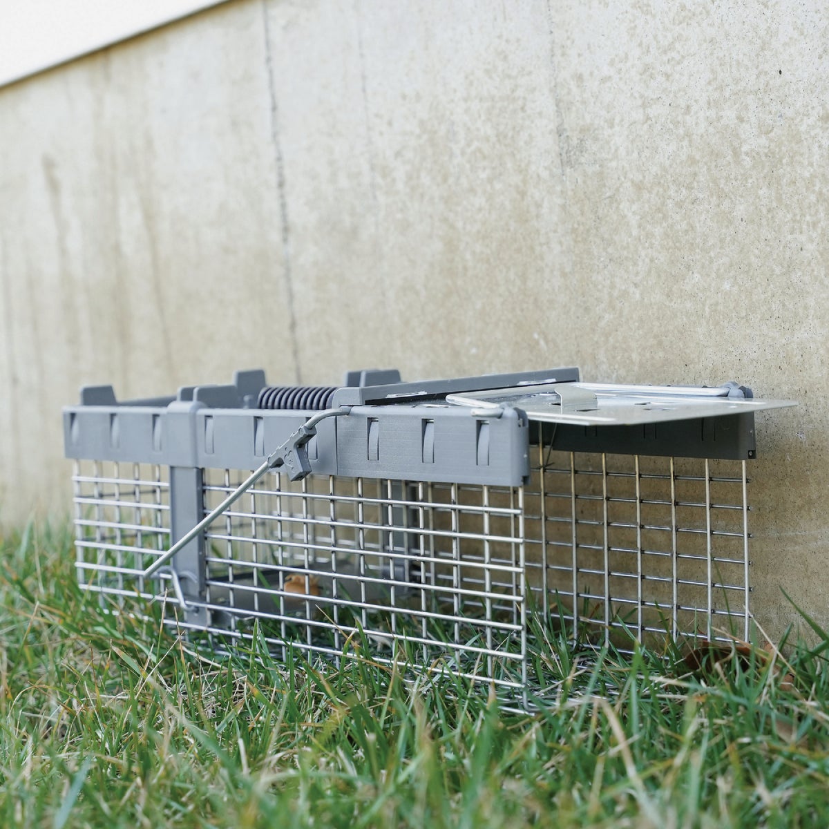 Havahart Galvanized Wire Mesh 17.75 In. 1-Door Small Live Animal Trap Image 2