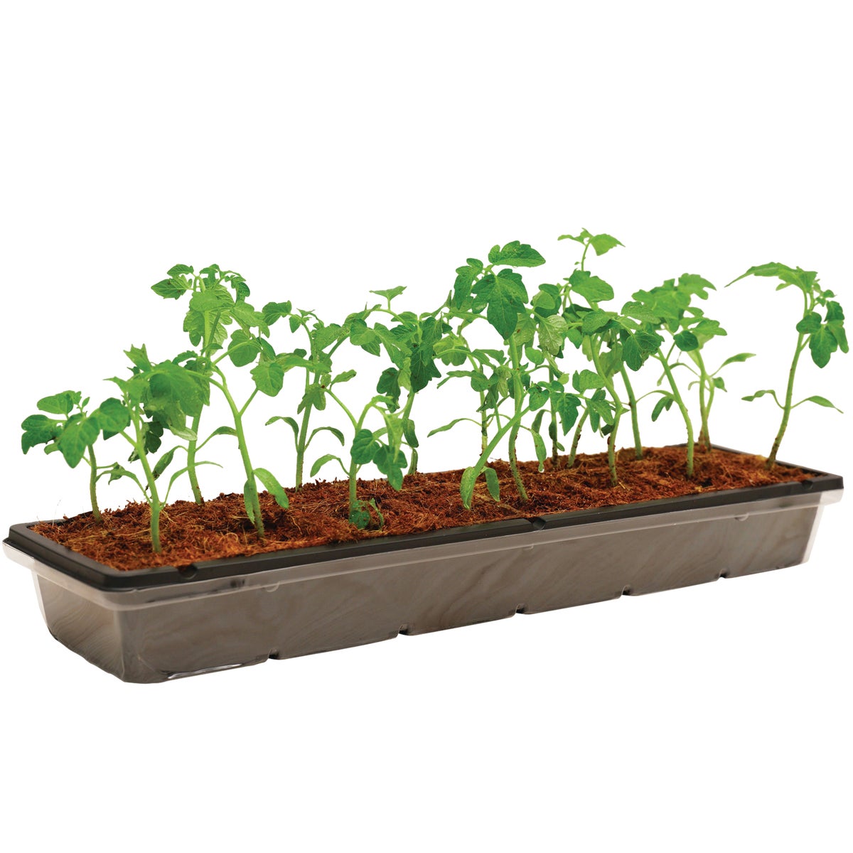 PlantBest 16-Cell Coir Seed Starter Kit Image 4