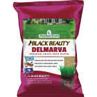 Jonathan Green Black Beauty Delmarva 25 Lb. 7500 Sq. Ft. Coverage Tall Fescue Grass Seed Image 1