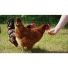 Wonder Grubs 5 Lb. Dried Mealworms Image 2