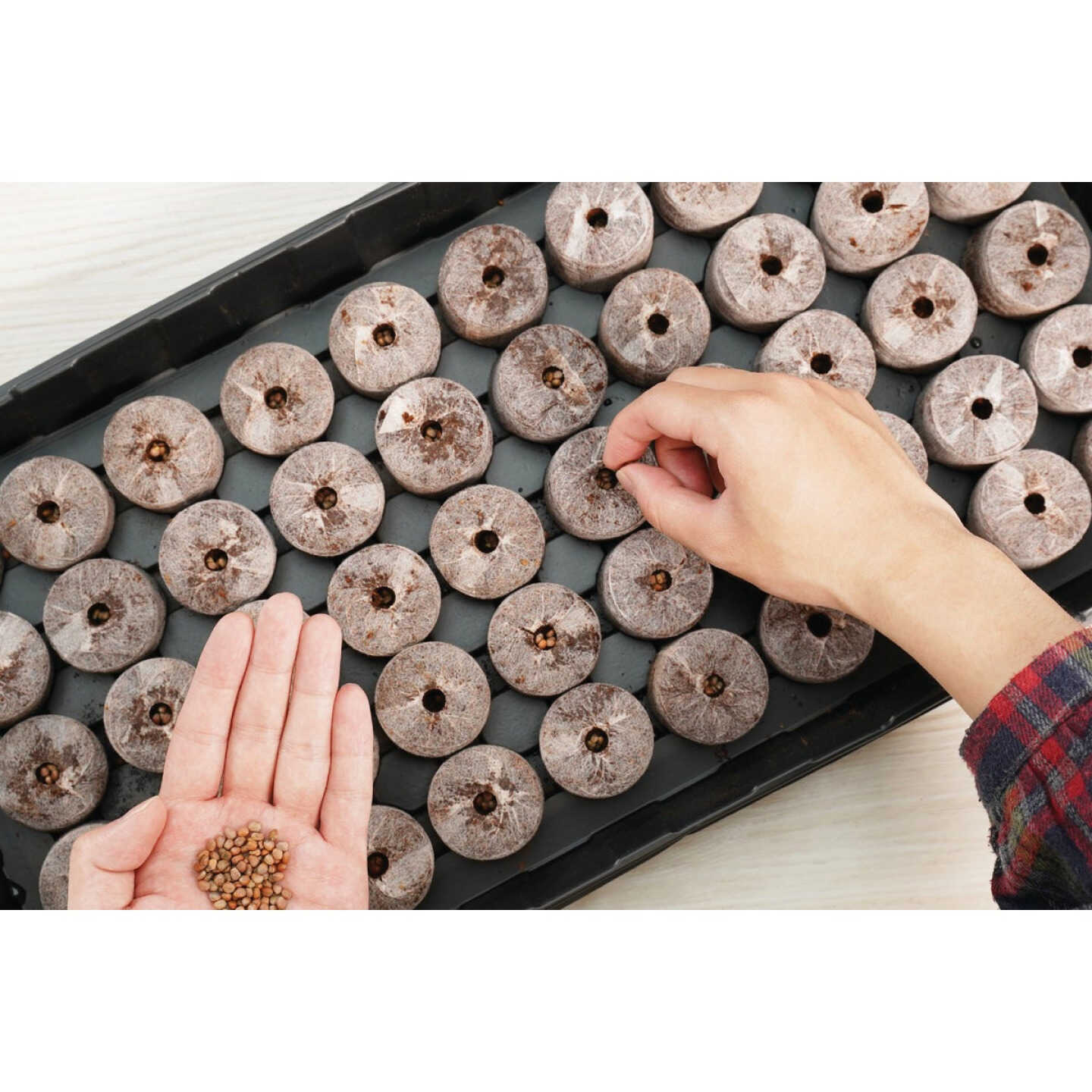 PlantBest 50-Pellet Coir Greenhouse Kit Image 4