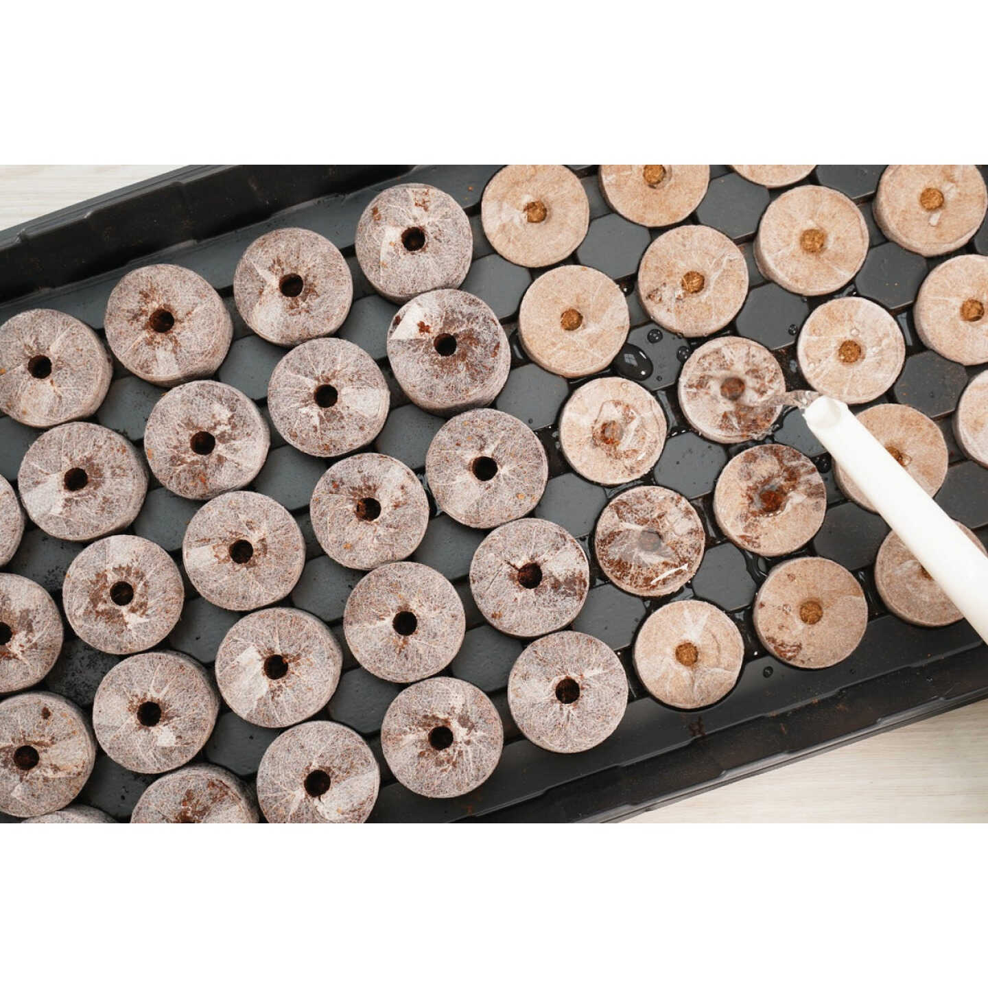 PlantBest 50-Pellet Coir Greenhouse Kit Image 3