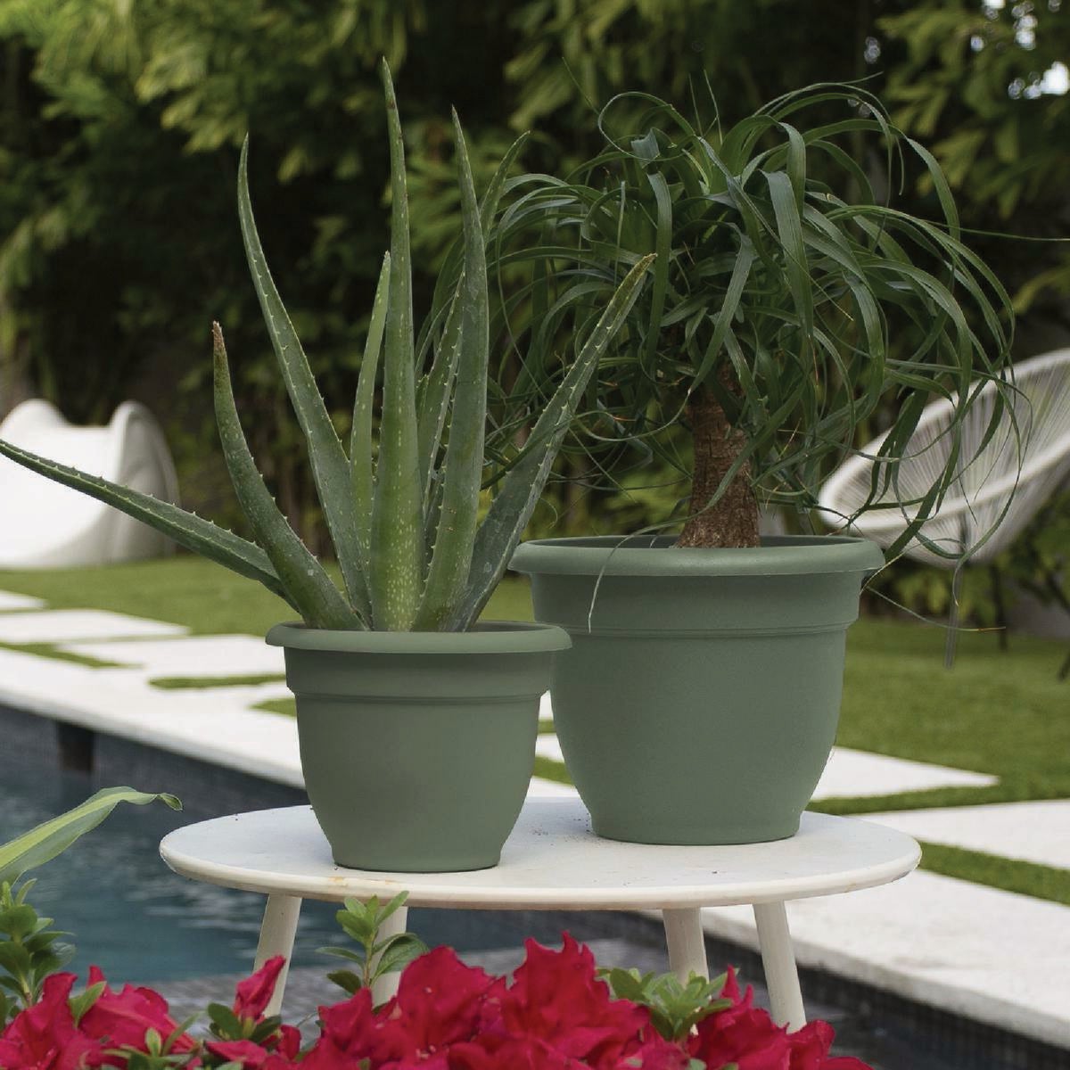 Bloem Ariana 6 In. Basil Planter Image 2