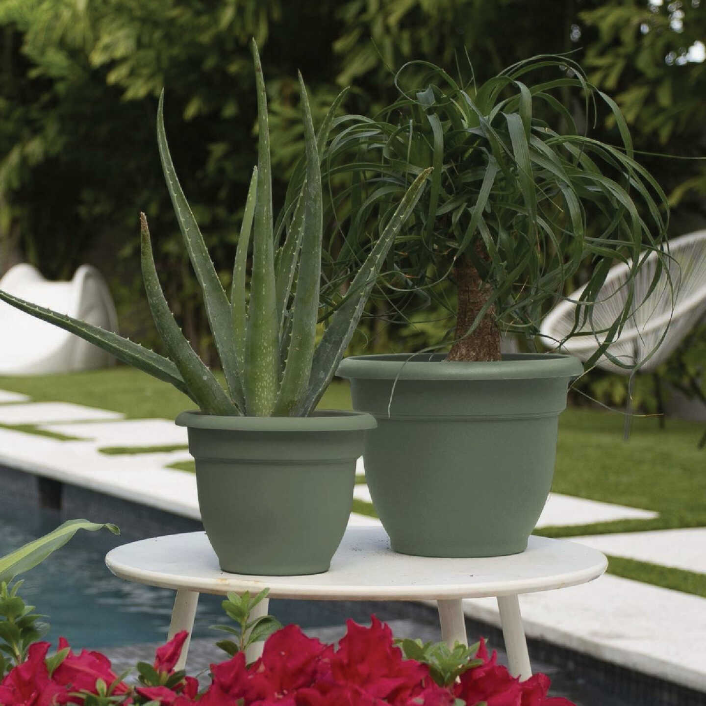 Bloem Ariana 6 In. Basil Planter Image 2