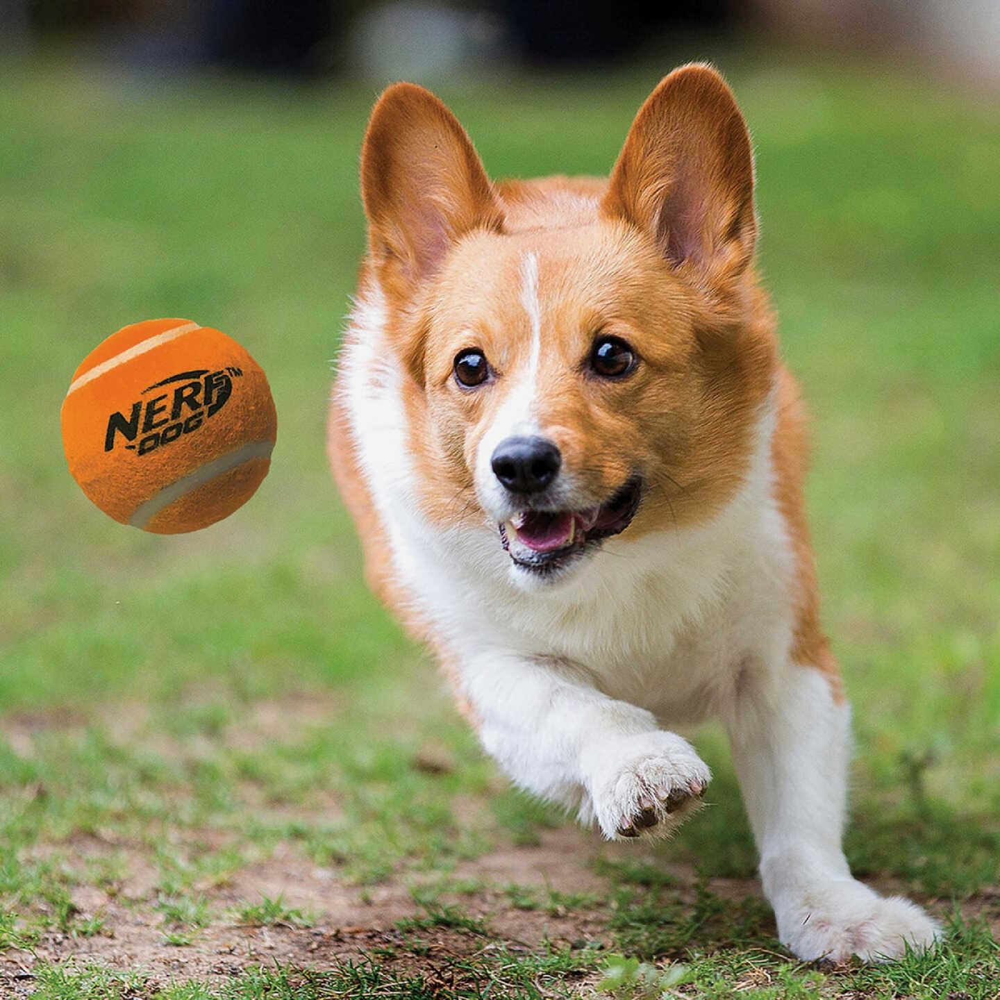 Nerf Dog 2 In. Squeak Tennis Ball (3-Pack) Image 3