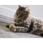 SmartyKat Catnip Kiss Compressed Catnip Ball Cat Toy Image 2