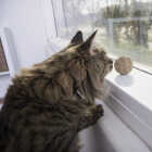 SmartyKat Catnip Kiss Compressed Catnip Ball Cat Toy Image 3