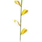 Safer Home Houseplant Sticky Stake Insect Traps (8-Pack) Image 3