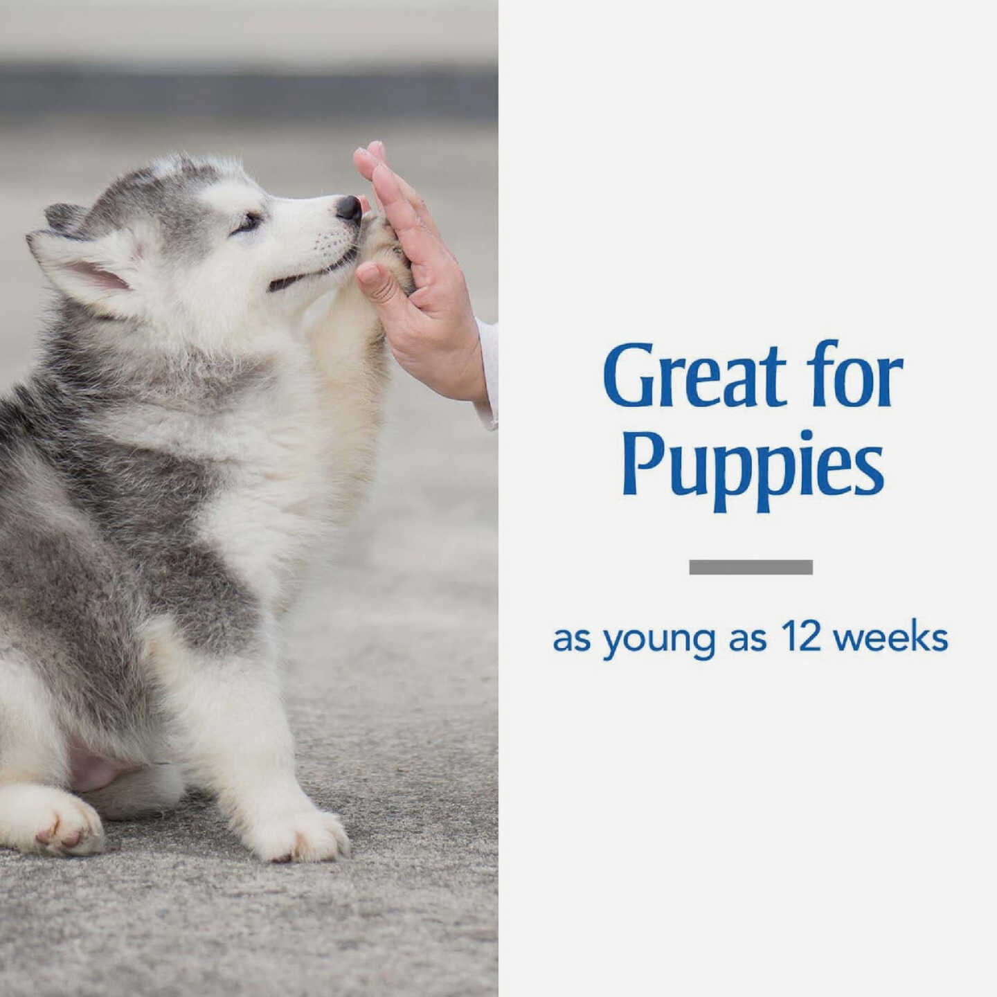 PetArmor 7-Way De-Wormer for Medium & Large Dogs (2-Pack) Image 4