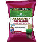 Jonathan Green Black Beauty Delmarva 7 Lb. 2150 Sq. Ft. Coverage Tall Fescue Grass Seed Image 1
