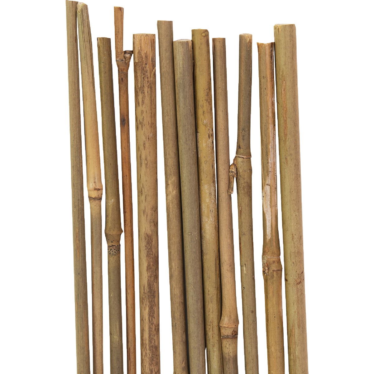 Gardener's Blue Ribbon 3 Ft. Bamboo Plant Stake (12-Pack) Image 3