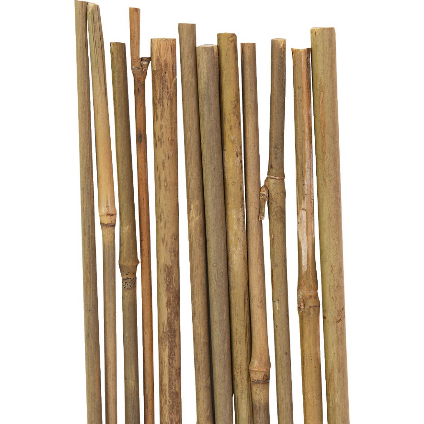 Gardener's Blue Ribbon 3 Ft. Bamboo Plant Stake (12-Pack) Image 3