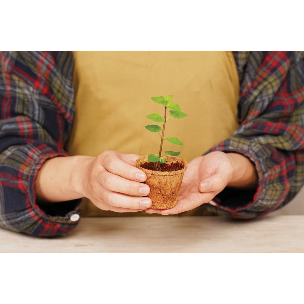 PlantBest 2.5 In. Coconut Coir Plantable Pot (12-Pack) Image 4