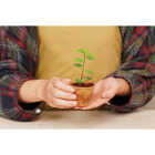 PlantBest 2.5 In. Coconut Coir Plantable Pot (12-Pack) Image 4