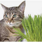 SmartyKat Sweet Greens 1 Oz. Organic Oat Grass Cat Grass Grow Kit Image 2
