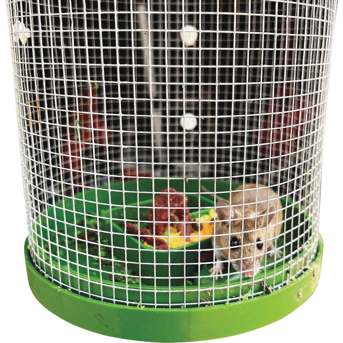 Billy-Bob Multi-Catch Mouse Trap Image 9