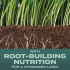 Scotts Turf Builder 2.4 Lb. 200 Sq. Ft. Dense Shade Mix Grass Seed, Fertilizer, and Soil Improver Combination Image 2