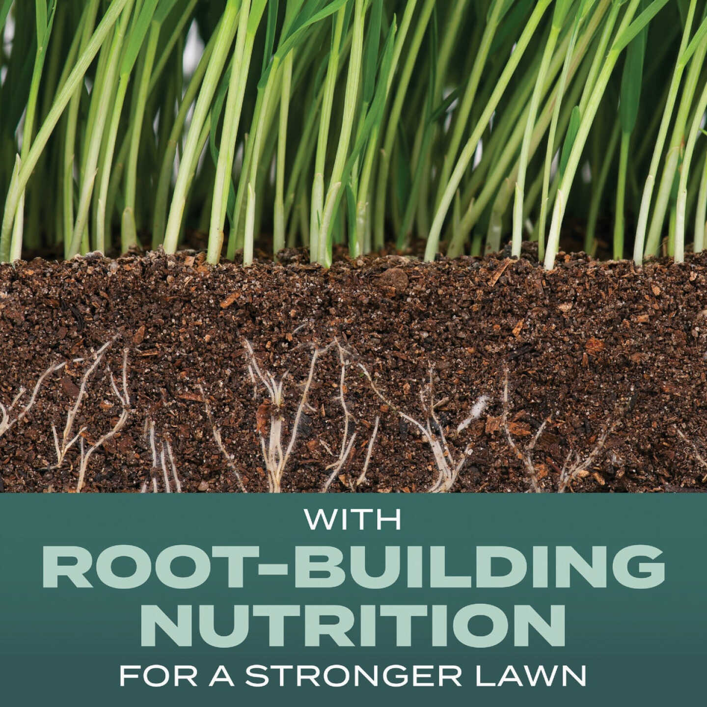 Scotts Turf Builder 2.4 Lb. 200 Sq. Ft. Dense Shade Mix Grass Seed, Fertilizer, and Soil Improver Combination Image 2