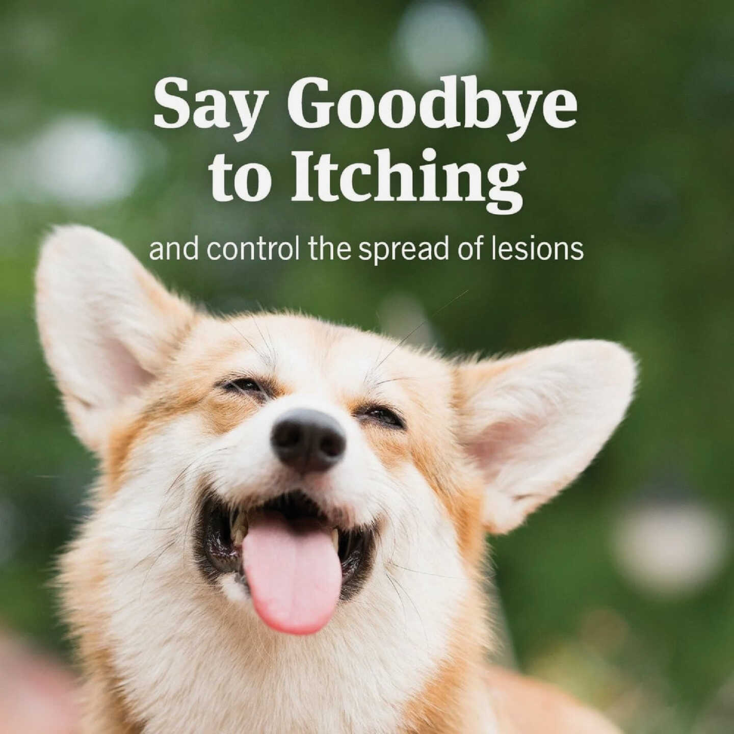 PetArmor 4 Oz. Anti-Itch Spray for Dogs & Cats Image 4