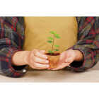 PlantBest 3.25 In. Coconut Coir Plantable Pot (8-Pack) Image 4