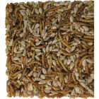 Pecking Order 20 Oz. Large Mealworm Cake Image 2