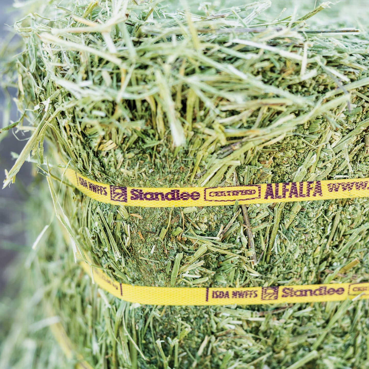Standlee Premium Western Forage 50 Lb. Certified Alfalfa Grab & Go Compressed Bale Image 7