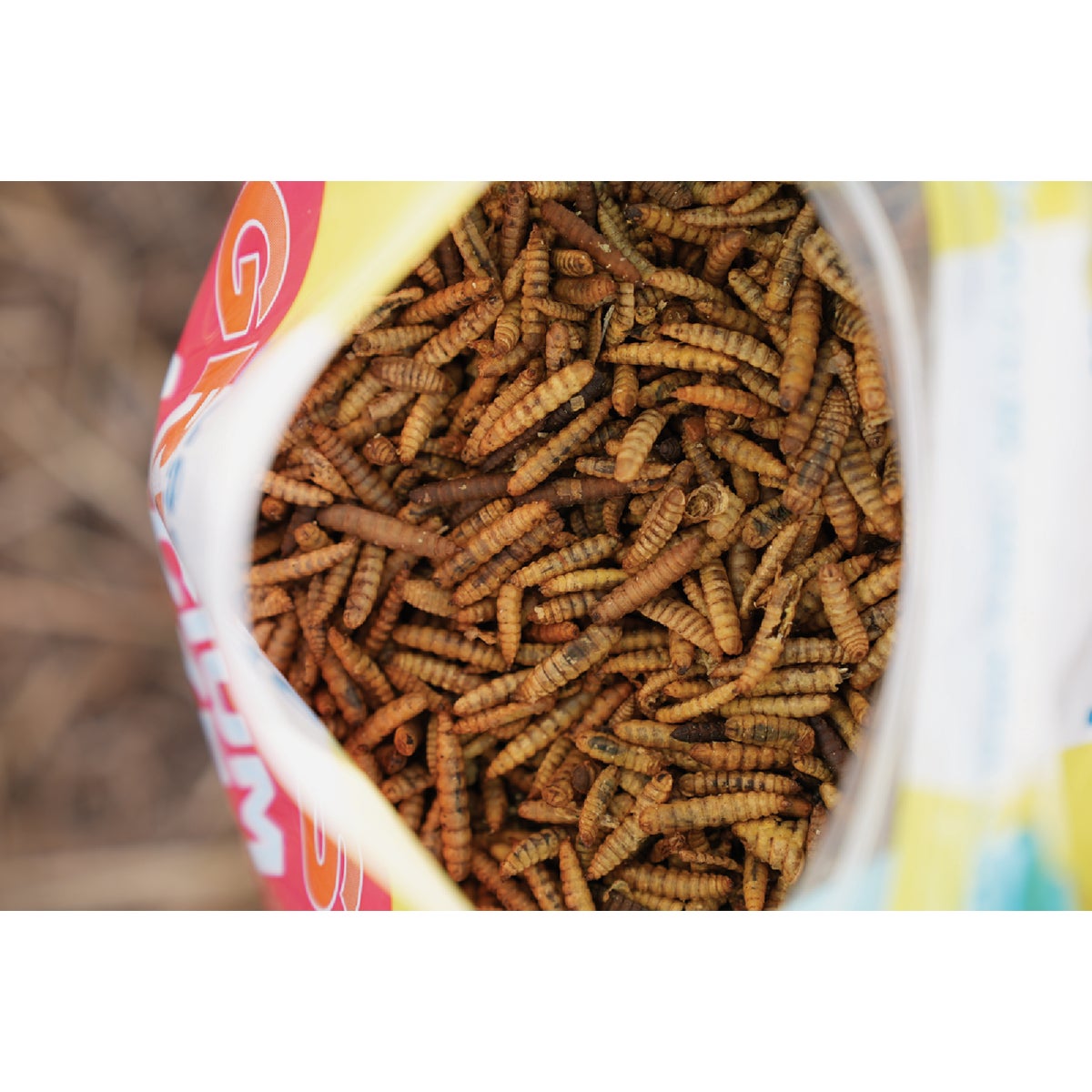 Wonder Grubs Calcium Craze 5 Lb. Black Soldier Fly Larvae Image 2