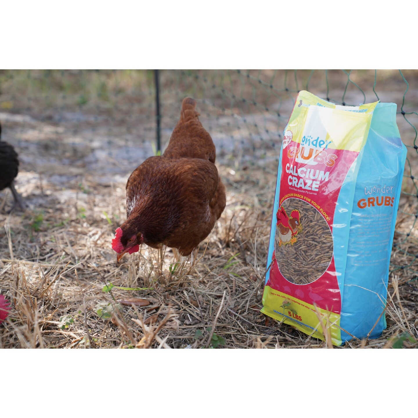 Wonder Grubs Calcium Craze 5 Lb. Black Soldier Fly Larvae Image 3