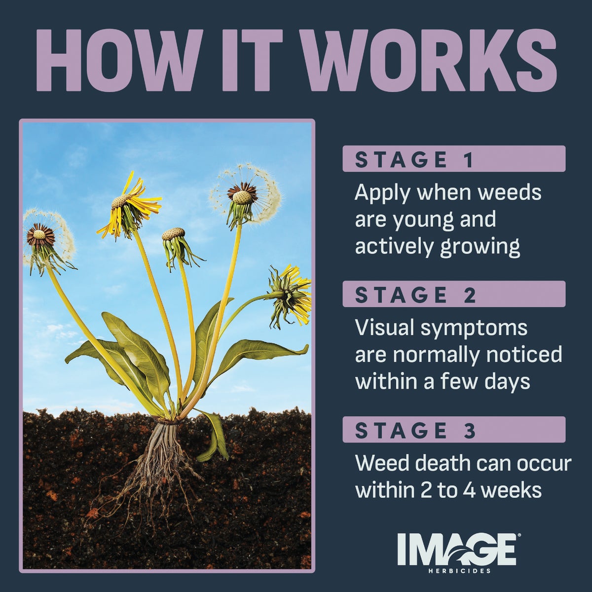 Image Southern Lawn 1 Qt. Concentrate Weed Killer Image 5