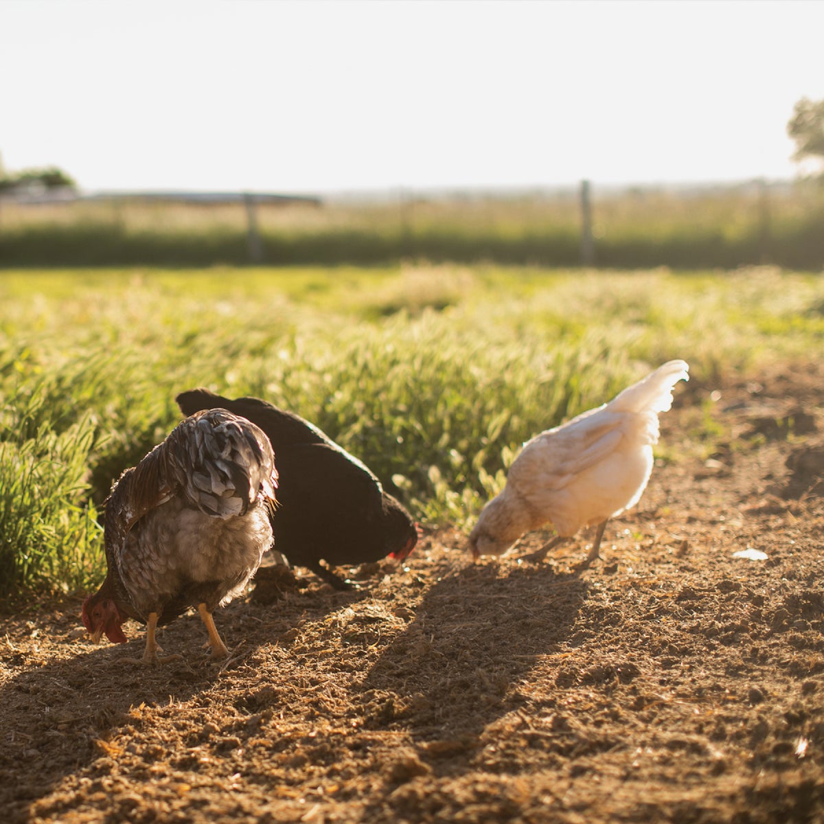 Standlee Premium Western Forage Sweet Coop 5 Lb. Bedding Enhancer Image 7