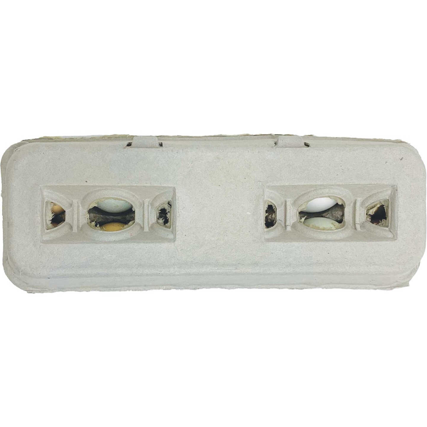 Stromberg's Large Blank Egg Carton (25-Count) Image 1