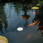 Mosquito Dunks Ready To Use Tablet Mosquito Killer (6-Pack) Image 3