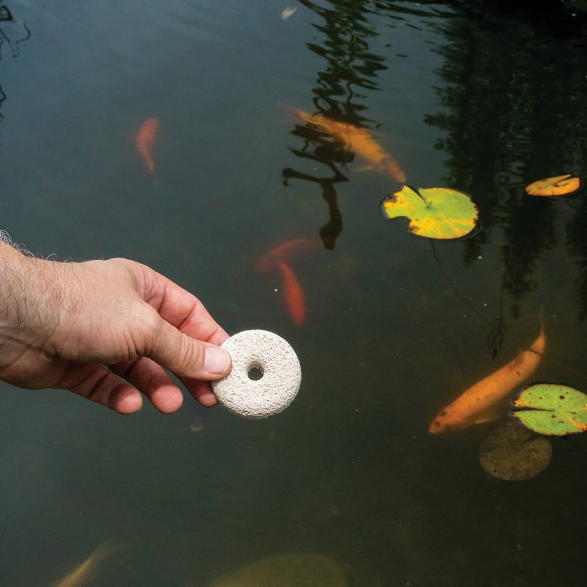 Mosquito Dunks Ready To Use Tablet Mosquito Killer (6-Pack) Image 2