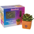 ZendoZones Serene Sandy Fruit Fly Trap Image 1