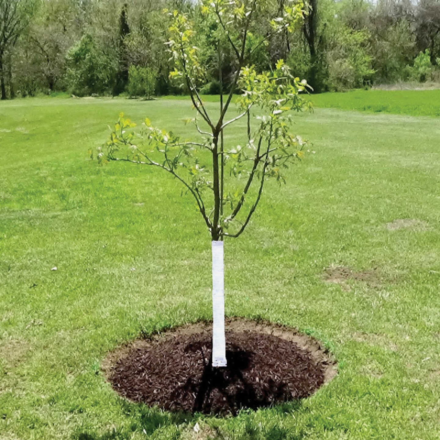 DeWitt White Polypropylene 3 In. x 50 Ft. Tree Wrap Image 2