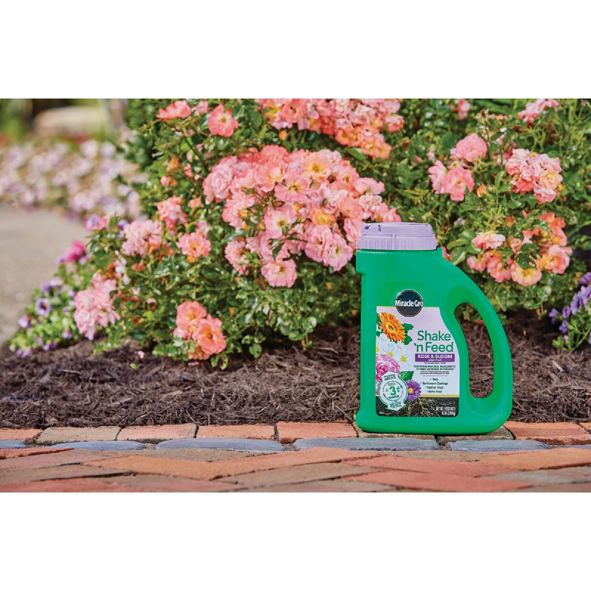 Miracle-Gro Shake 'n Feed 4.5 Lb. Rose & Bloom Plant Food Image 2