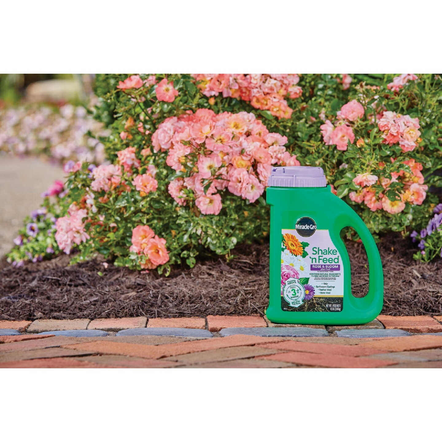 Miracle-Gro Shake 'n Feed 4.5 Lb. Rose & Bloom Plant Food Image 2
