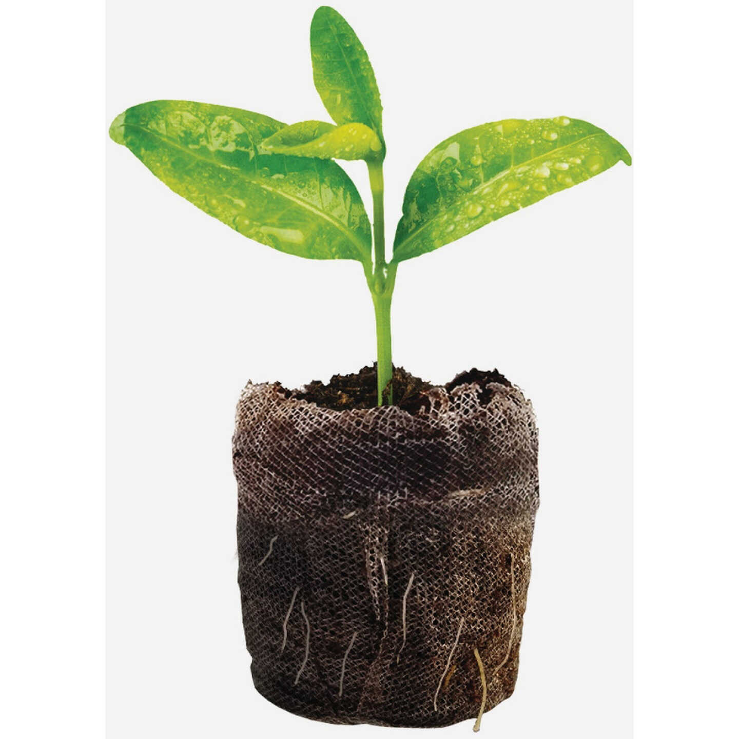 Jiffy Compressed Peat Pot Pellets (25-Pack) Image 2