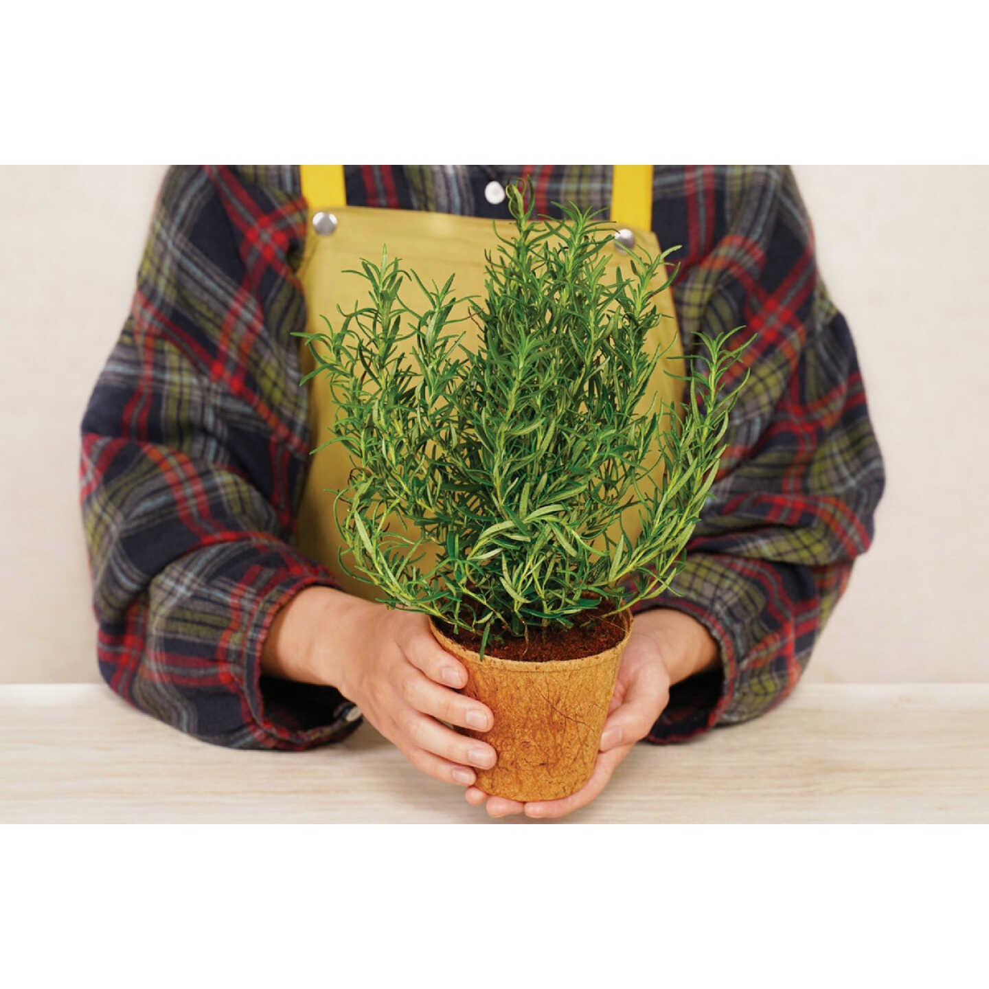 PlantBest 4.5 In. Coconut Coir Plantable Pot (6-Pack) Image 4