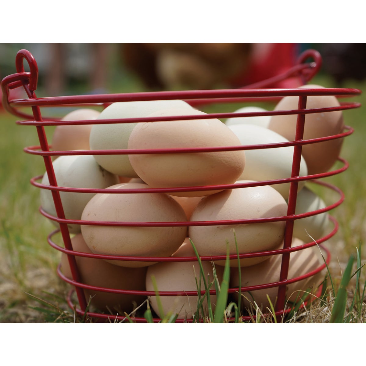 Stromberg's Large Red Egg Basket Image 3