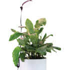 Mossify 10W LED Black Adjustable Height LED Plant Light Image 1
