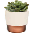 HC Companies Sprite 3 In. x 3 In. x 2.5 In. Resin Vanilla Bisque Succulent Pot Image 2